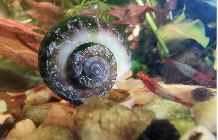 Mystery Snail Is Every Aquarist’s Funniest Clean-Up Crew Mystery Snail Is Every Aquarist’s Funniest Clean-Up Crew