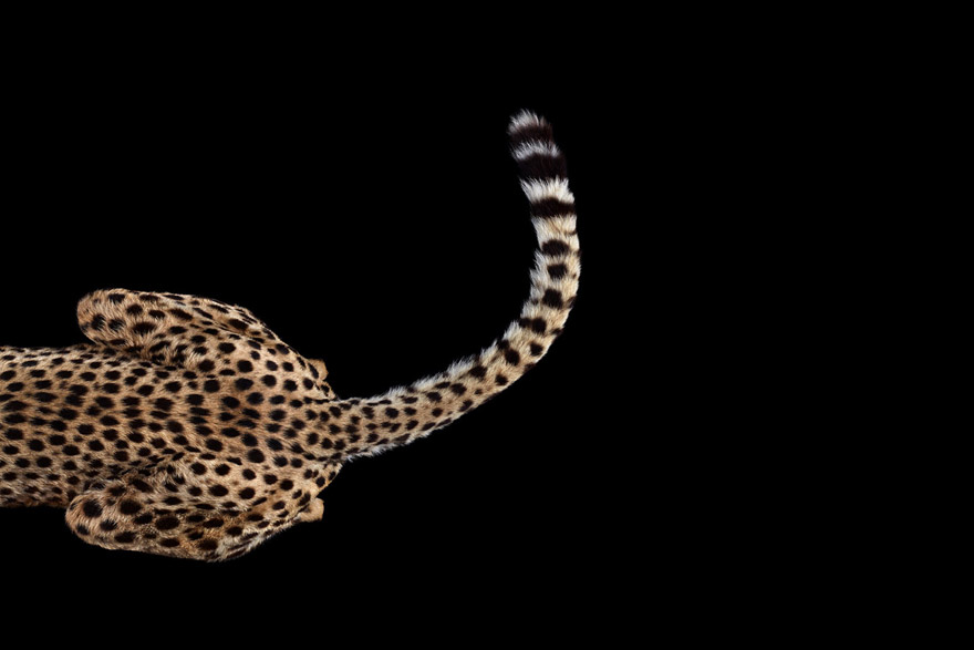 Incredible Studio Portraits of Wild Animals by Brad Wilson