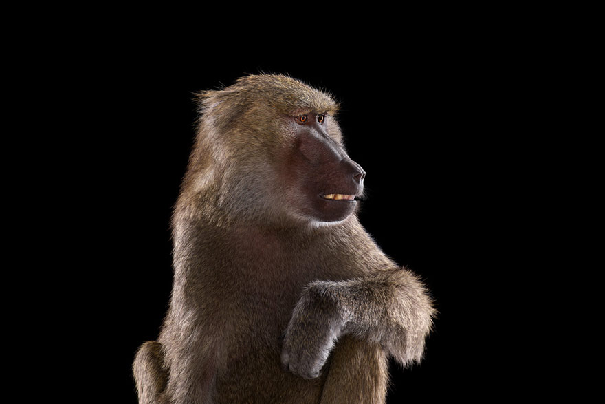 Incredible Studio Portraits of Wild Animals by Brad Wilson