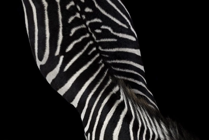 Incredible Studio Portraits of Wild Animals by Brad Wilson