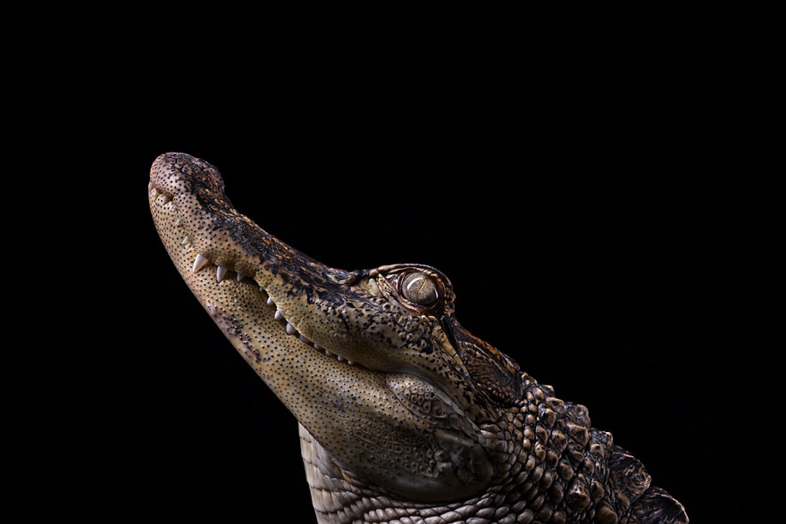 Incredible Studio Portraits of Wild Animals by Brad Wilson