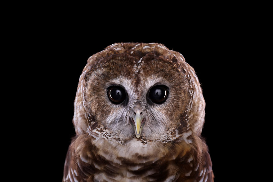 Incredible Studio Portraits of Wild Animals by Brad Wilson
