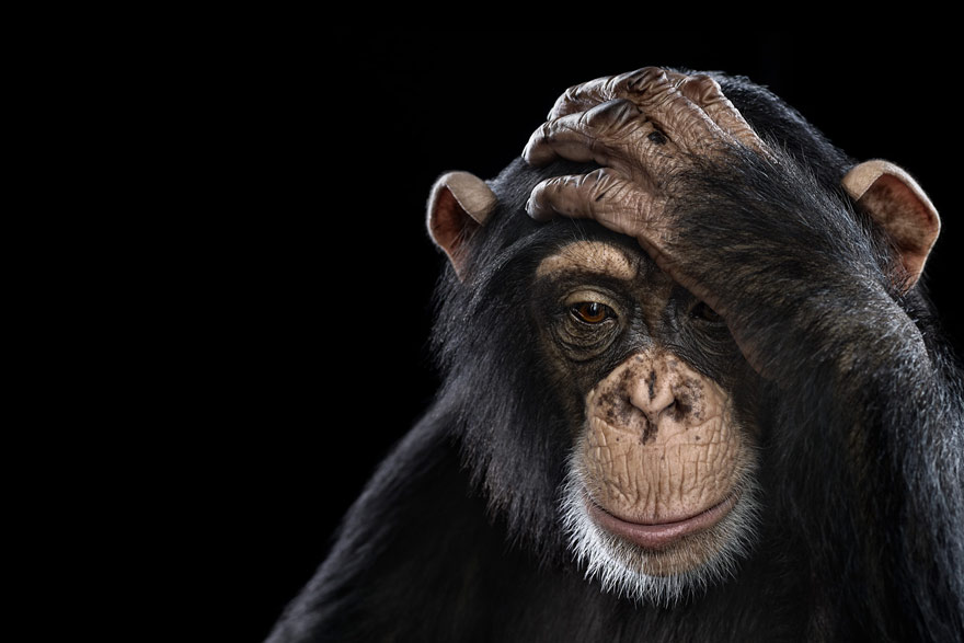 Incredible Studio Portraits of Wild Animals by Brad Wilson