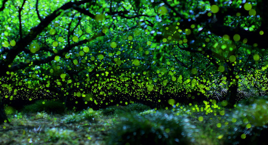 Dream-Like Long Exposure Photos of Fireflies in Nagoya, Japan Dream-Like Long Exposure Photos of Fireflies in Nagoya, Japan