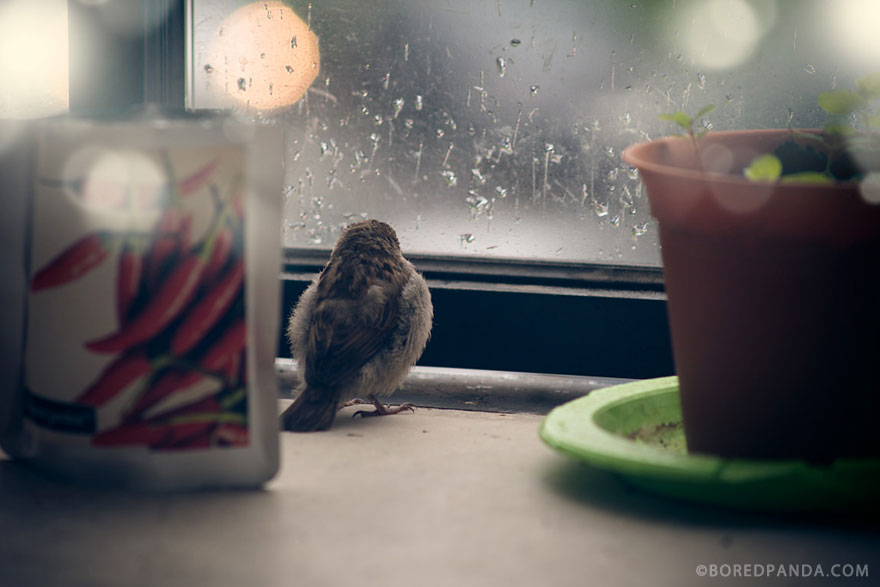 I Found A Blind Baby Sparrow Below My Balcony After A Storm I Found A Blind Baby Sparrow Below My Balcony After A Storm