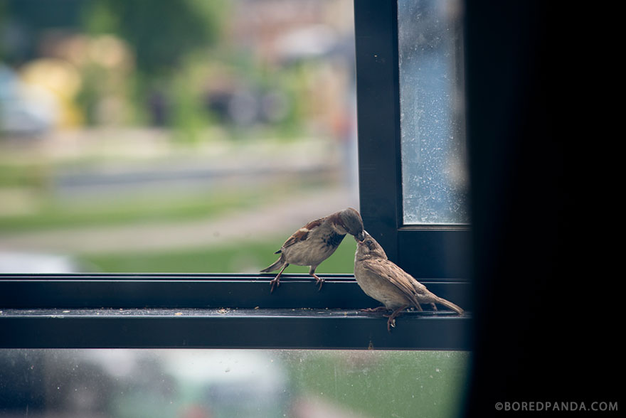 I Found A Blind Baby Sparrow Below My Balcony After A Storm I Found A Blind Baby Sparrow Below My Balcony After A Storm