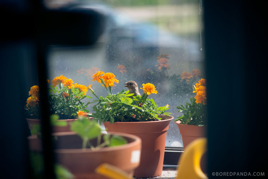 I Found A Blind Baby Sparrow Below My Balcony After A Storm I Found A Blind Baby Sparrow Below My Balcony After A Storm