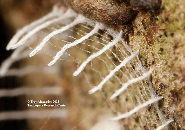 Unidentified Creature Builds Fence Around Eggs, Scientists Clueless