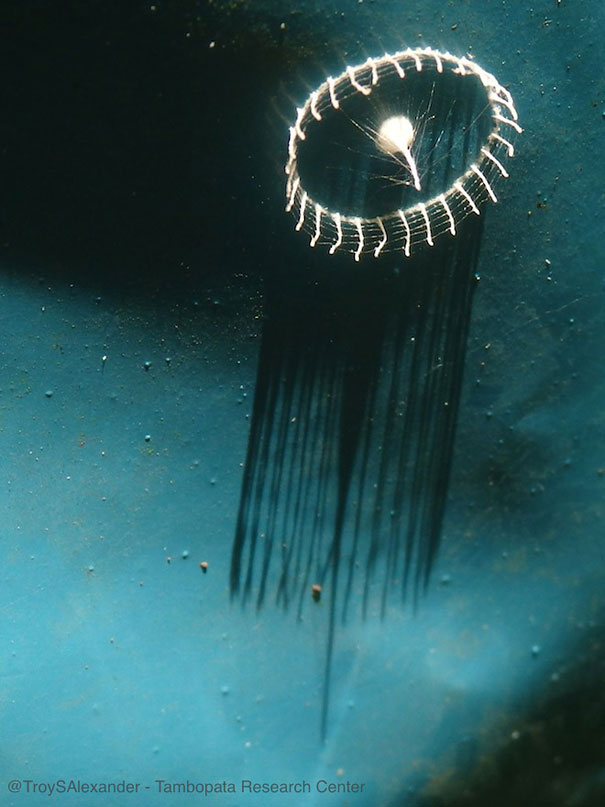 Unidentified Creature Builds Fence Around Eggs, Scientists Clueless