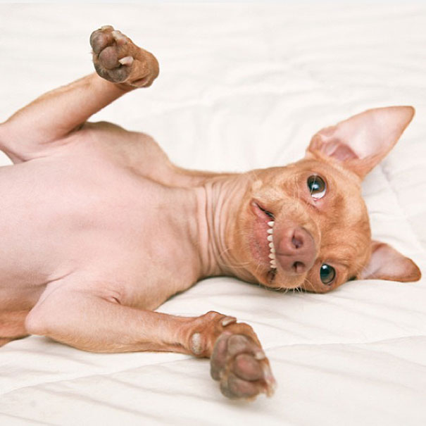 Tuna The Abandonded Puppy Becomes Adorable Internet Sensation Tuna The Abandonded Puppy Becomes Adorable Internet Sensation