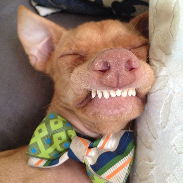 Tuna The Abandonded Puppy Becomes Adorable Internet Sensation Tuna The Abandonded Puppy Becomes Adorable Internet Sensation