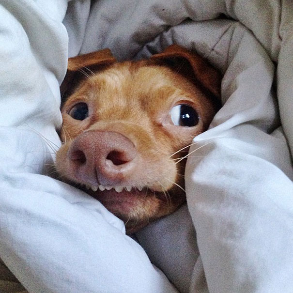 Tuna The Abandonded Puppy Becomes Adorable Internet Sensation Tuna The Abandonded Puppy Becomes Adorable Internet Sensation