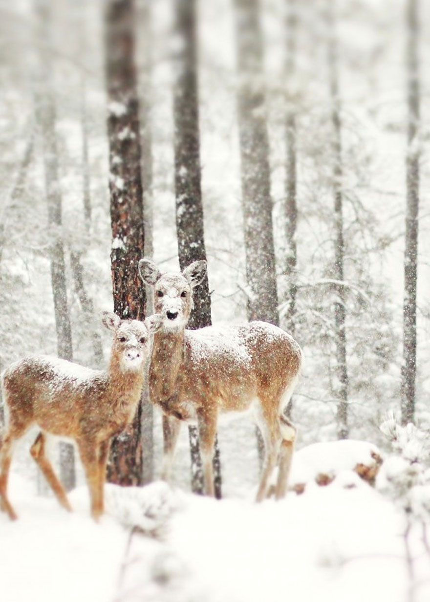 20 Breathtaking Photos Of Winter Landscapes