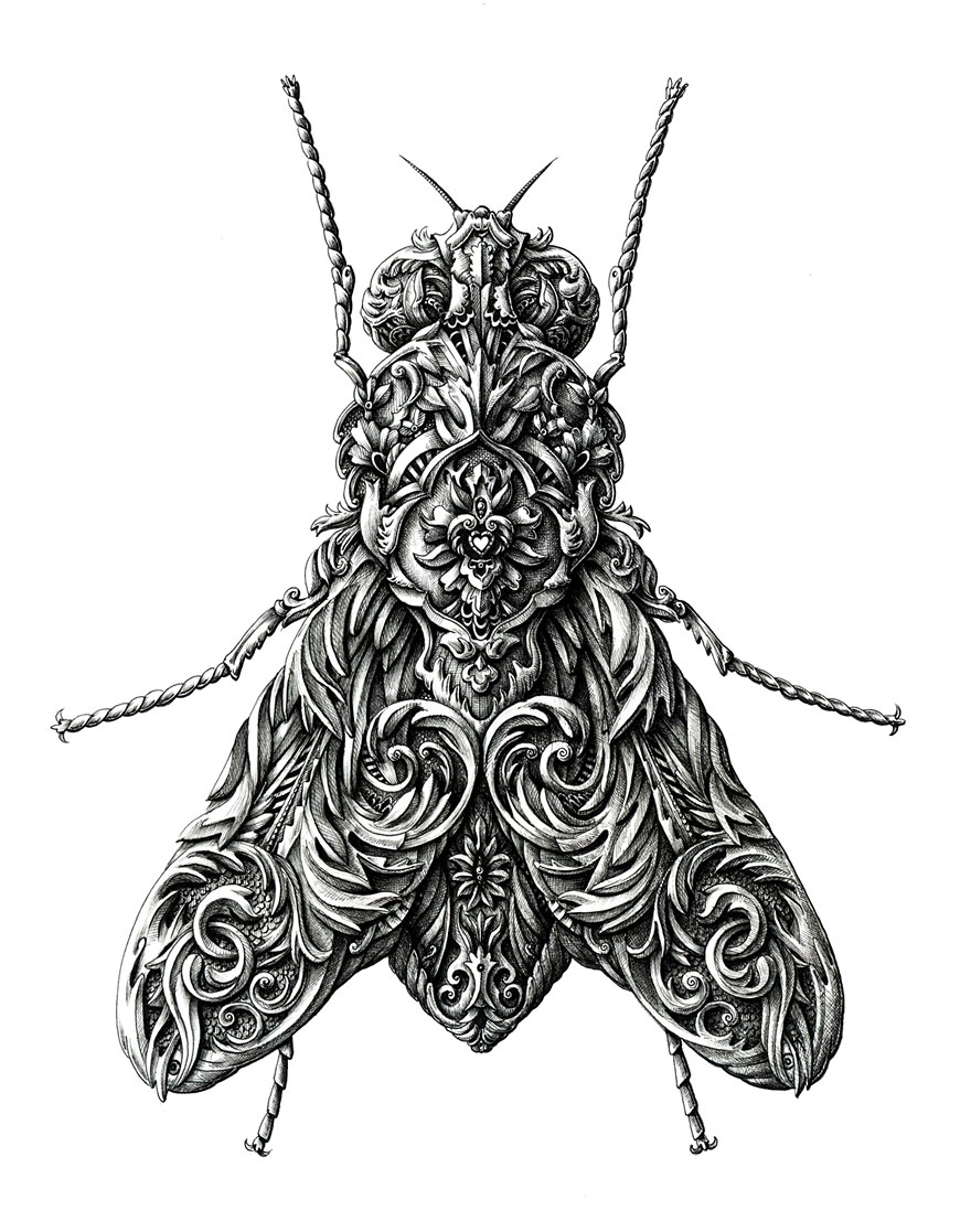 Incredibly Intricate Renaissance-Style Insect Drawings by Alex Konahin