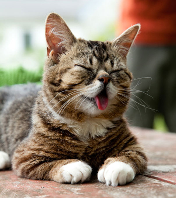 World’s Cutest Dwarf Kitten Becomes Internet Sensation, Hangs Out With Grumpy Cat World’s Cutest Dwarf Kitten Becomes Internet Sensation, Hangs Out With Grumpy Cat