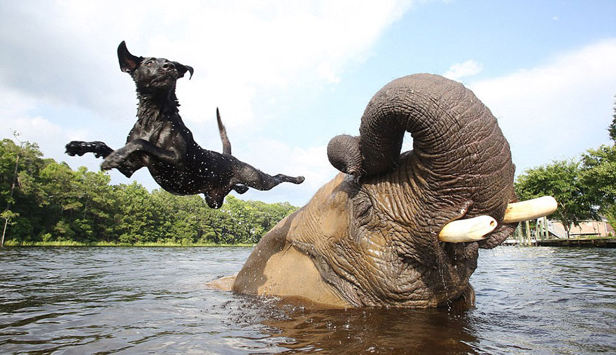 Adorable Friendship Between Elephant and Dog Who Love Playing in the Water Adorable Friendship Between Elephant and Dog Who Love Playing in the Water