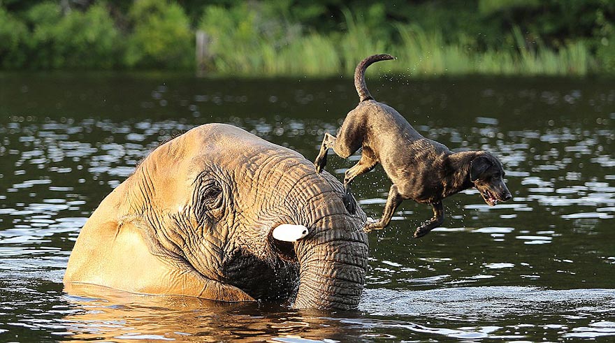 Adorable Friendship Between Elephant and Dog Who Love Playing in the Water Adorable Friendship Between Elephant and Dog Who Love Playing in the Water