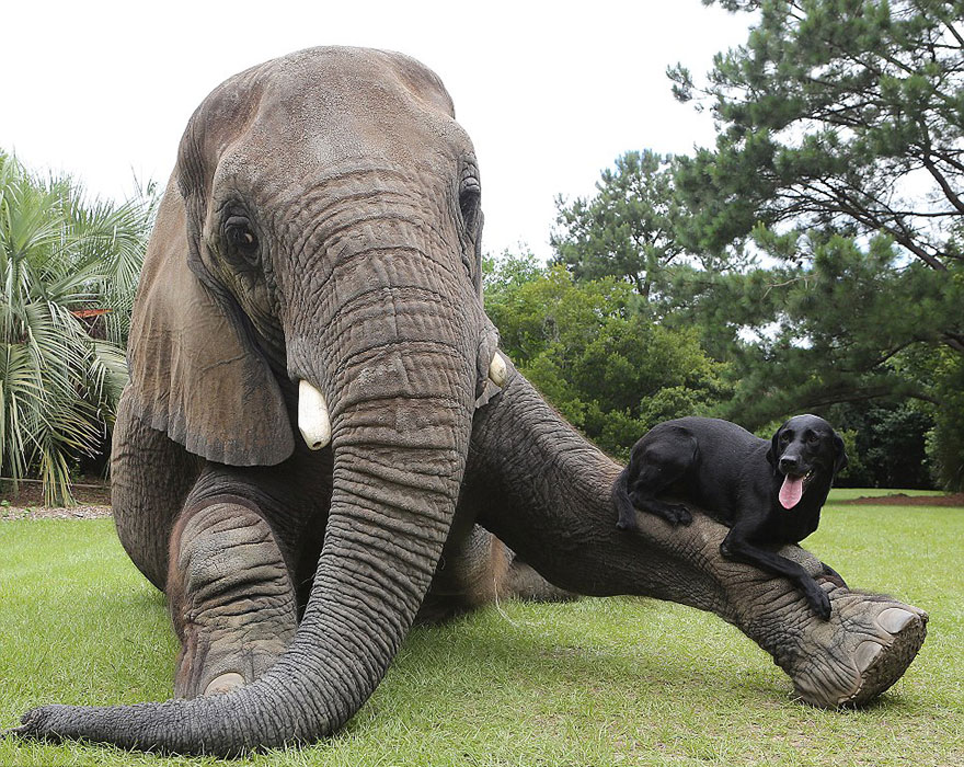 Adorable Friendship Between Elephant and Dog Who Love Playing in the Water Adorable Friendship Between Elephant and Dog Who Love Playing in the Water