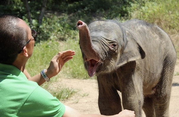 Baby Elephant Cries Uncontrollably After His Mother Rejects Him Baby Elephant Cries Uncontrollably After His Mother Rejects Him