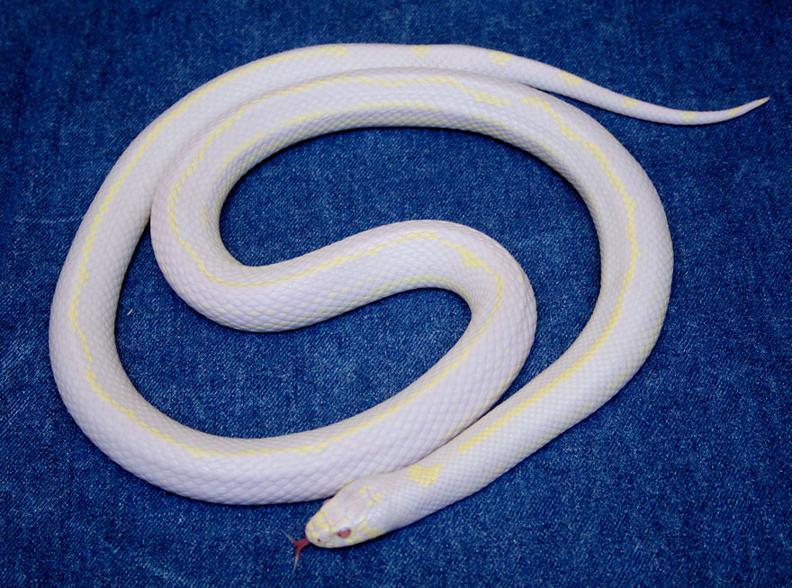 When Nature Runs Out Of Paint: 25 All-White Animals