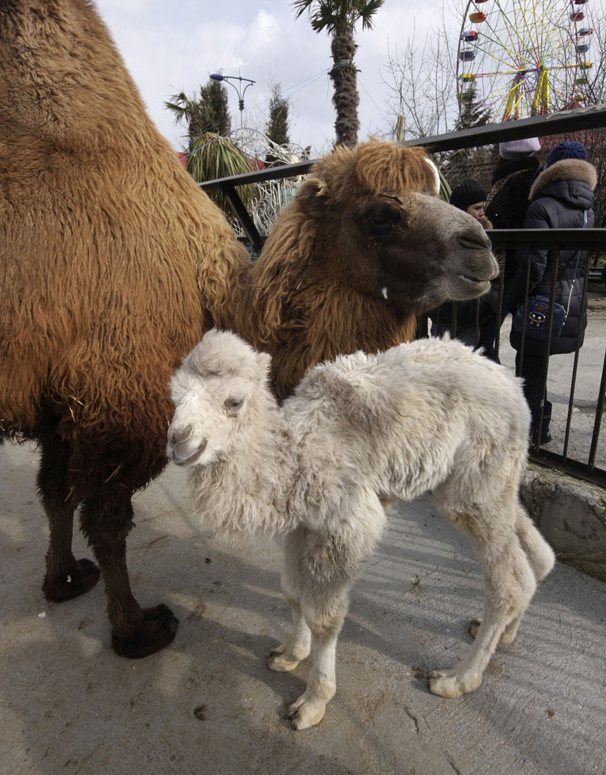 When Nature Runs Out Of Paint: 25 All-White Animals