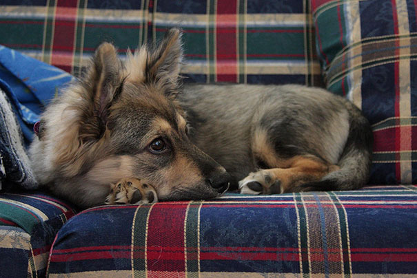 These 25 Cute Cross-Breed Dogs Will Make You Fall In Love With Mutts