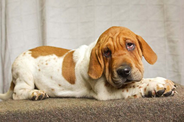 These 25 Cute Cross-Breed Dogs Will Make You Fall In Love With Mutts