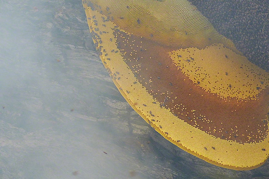 Stunning Images Of The Ancient Traditional Honey Hunters Of Nepal Stunning Images Of The Ancient Traditional Honey Hunters Of Nepal