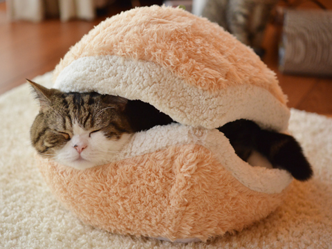 This Cat Burger Bed Will Turn Your Cat Into An Adorable Burger Patty This Cat Burger Bed Will Turn Your Cat Into An Adorable Burger Patty
