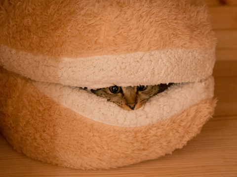 This Cat Burger Bed Will Turn Your Cat Into An Adorable Burger Patty This Cat Burger Bed Will Turn Your Cat Into An Adorable Burger Patty