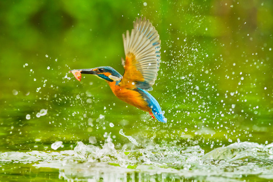 Amazing Bird Photography By Sue Hsu