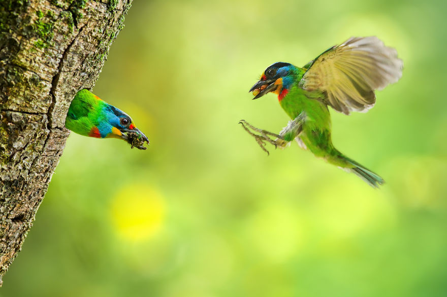 Amazing Bird Photography By Sue Hsu