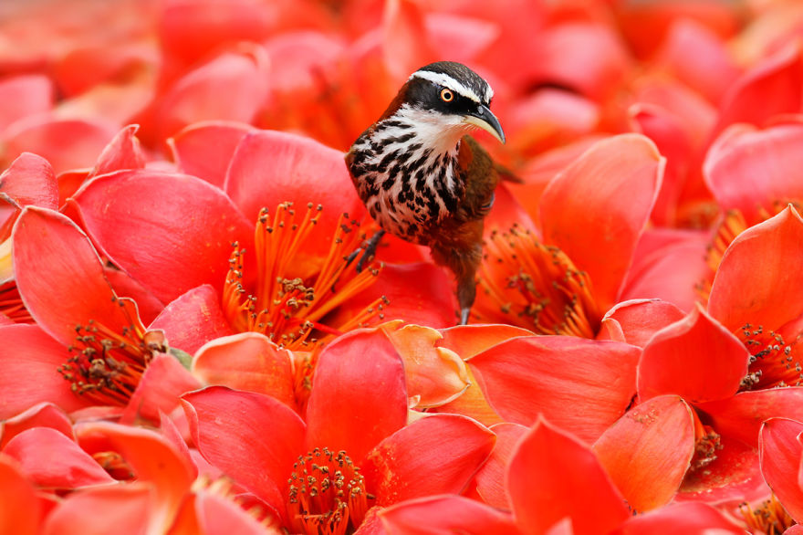 Amazing Bird Photography By Sue Hsu