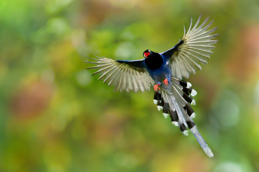 Amazing Bird Photography By Sue Hsu