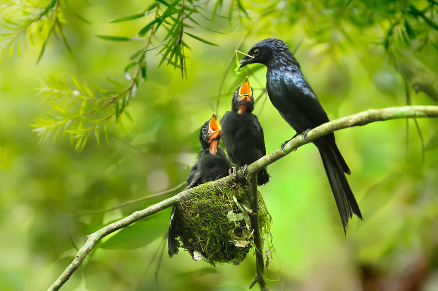 Amazing Bird Photography By Sue Hsu