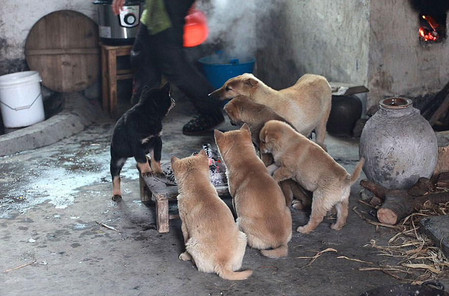 Freezing Puppies Gather Around Stove On A Cold Winter Day And Bark Non-Stop For Chef To Light It