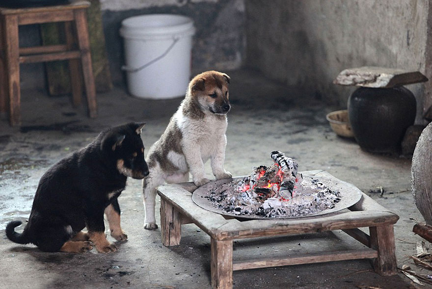 Freezing Puppies Gather Around Stove On A Cold Winter Day And Bark Non-Stop For Chef To Light It