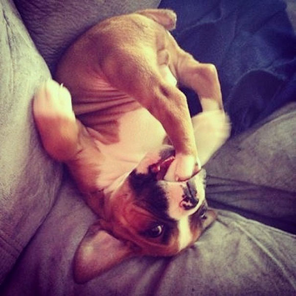 30 Cats And Dogs Losing The Battle Against Human Furniture 30 Cats And Dogs Losing The Battle Against Human Furniture