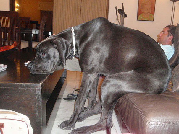30 Cats And Dogs Losing The Battle Against Human Furniture 30 Cats And Dogs Losing The Battle Against Human Furniture