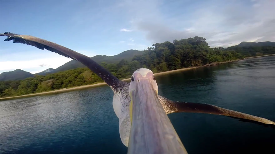 Rescued Pelican Learns To Fly With GoPro On Beak (VIDEO)