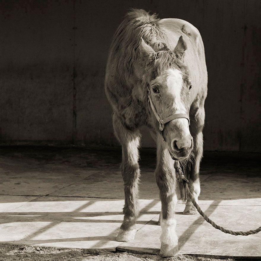 Touching Portraits Of Elderly Animals Help Photographer Deal With Fear Of Old Age Touching Portraits Of Elderly Animals Help Photographer Deal With Fear Of Old Age