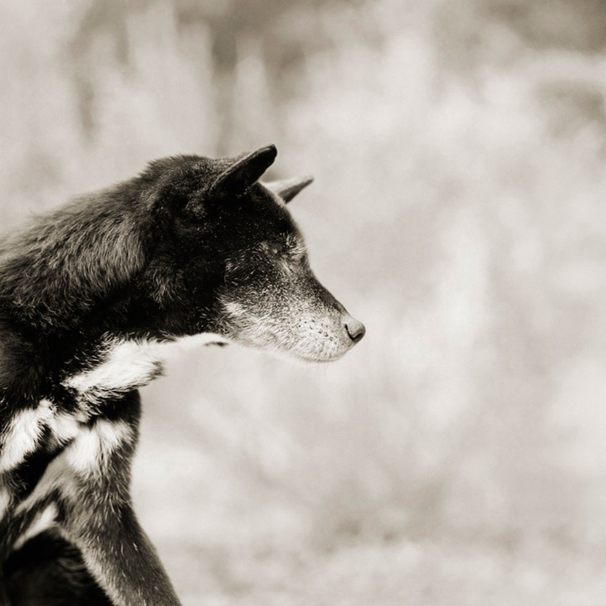 Touching Portraits Of Elderly Animals Help Photographer Deal With Fear Of Old Age Touching Portraits Of Elderly Animals Help Photographer Deal With Fear Of Old Age