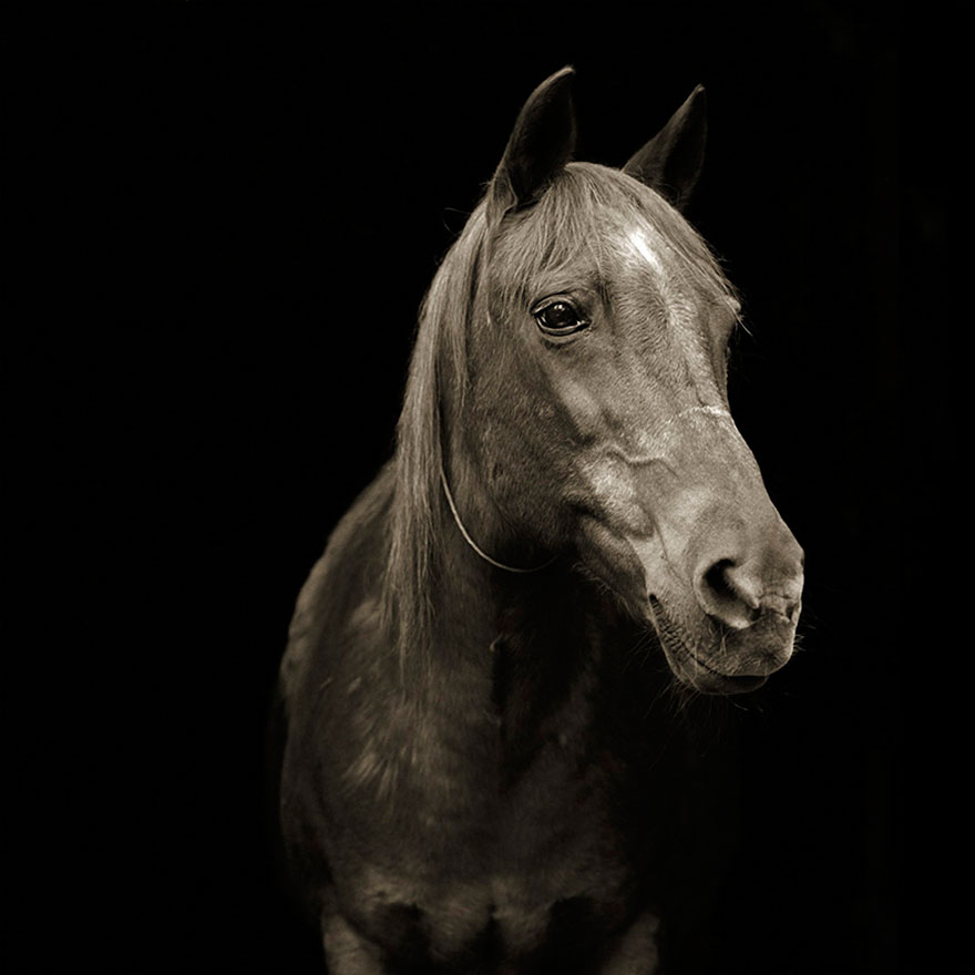 Touching Portraits Of Elderly Animals Help Photographer Deal With Fear Of Old Age Touching Portraits Of Elderly Animals Help Photographer Deal With Fear Of Old Age