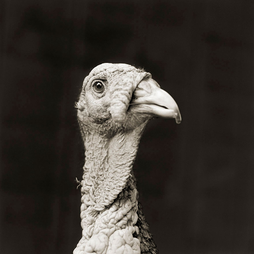 Touching Portraits Of Elderly Animals Help Photographer Deal With Fear Of Old Age Touching Portraits Of Elderly Animals Help Photographer Deal With Fear Of Old Age