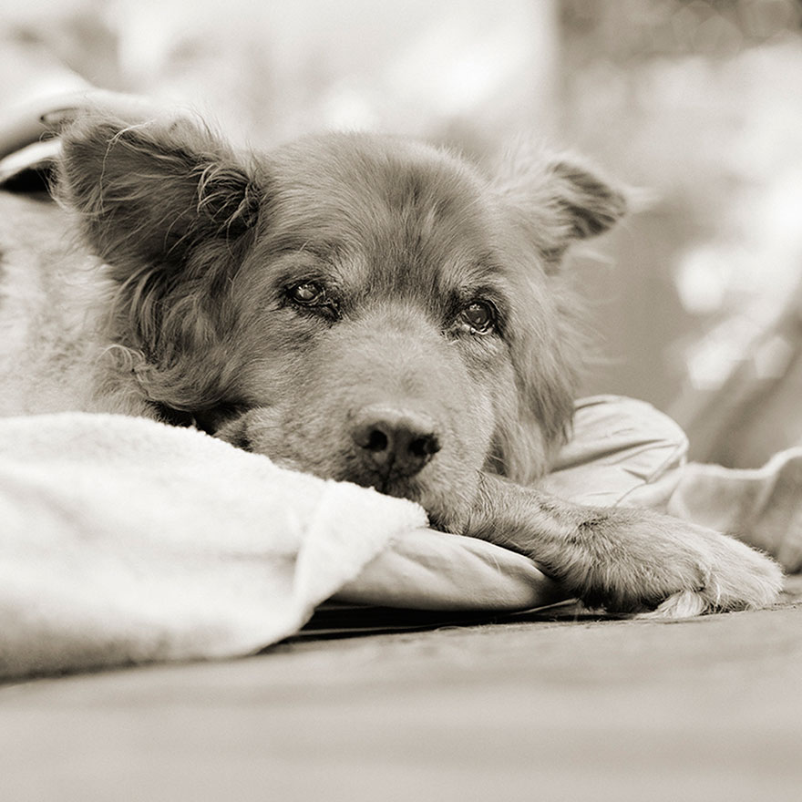 Touching Portraits Of Elderly Animals Help Photographer Deal With Fear Of Old Age Touching Portraits Of Elderly Animals Help Photographer Deal With Fear Of Old Age