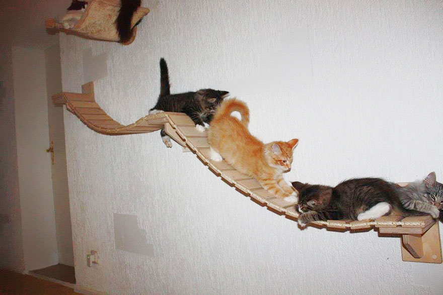 Rooms Transformed Into Overhead Cat Playgrounds With Walkways And Platforms