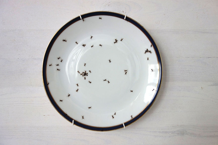 Elegant Porcelain Crawling With Creepy Hand-Painted Ants by Evelyn Bracklow Elegant Porcelain Crawling With Creepy Hand-Painted Ants by Evelyn Bracklow