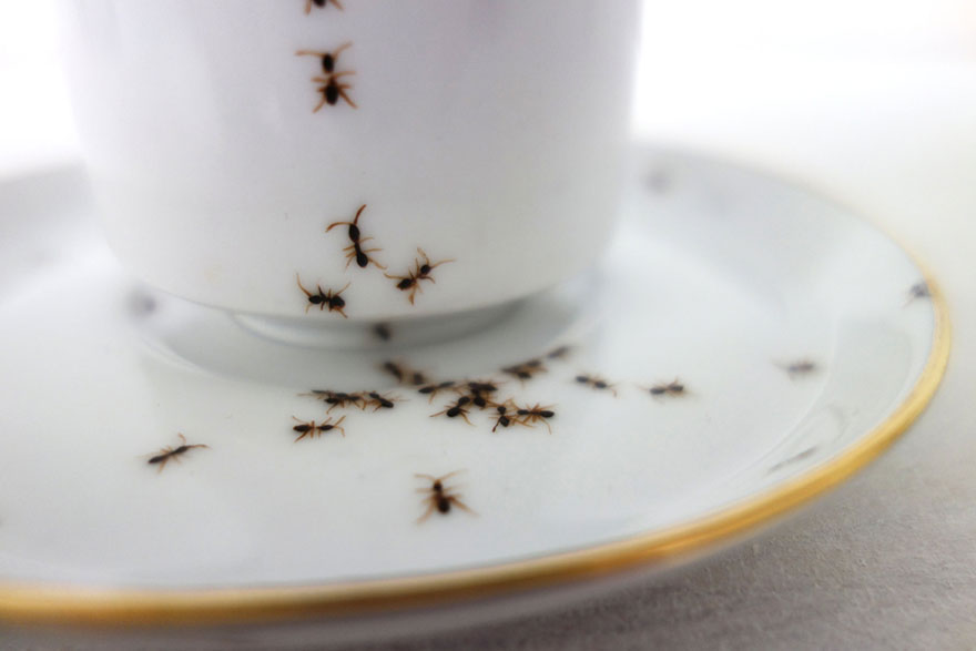 Elegant Porcelain Crawling With Creepy Hand-Painted Ants by Evelyn Bracklow Elegant Porcelain Crawling With Creepy Hand-Painted Ants by Evelyn Bracklow