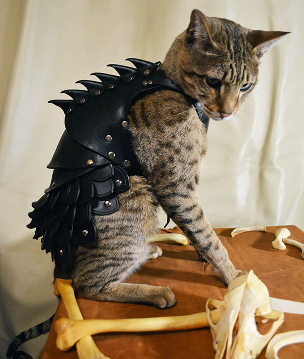 This Leather Cat Battle Armor Will Help Felines Enslave Humanity This Leather Cat Battle Armor Will Help Felines Enslave Humanity