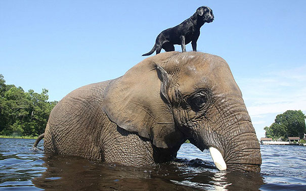 15 Unusual Animal Friendships That Will Melt Your Heart 15 Unusual Animal Friendships That Will Melt Your Heart